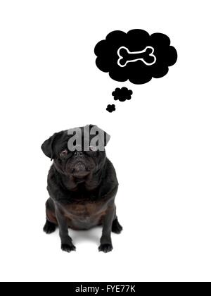 A black Pug isolated against a white background Stock Photo