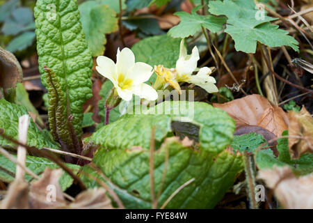Primrose (Primula vulgaris) growing in leafy undergrowth. UK. Stock Photo
