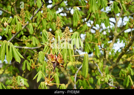 Horse-Chestnut (Aesculus hippocatanum) pyramidal spikes of flower buds and new leaf growth. UK. Stock Photo