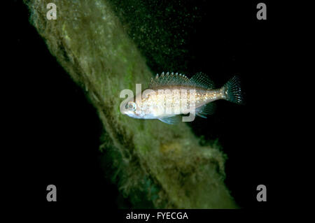 White-edged rockfish, Sebastes or East sea bass (Sebastes taczanowskii) Far East, Sea of Japan, Russia Stock Photo