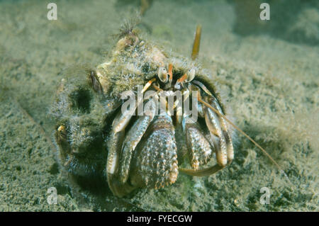Alaskan hermit crab (Pagurus ochotensis) Far East, Sea of Japan, Russia Stock Photo