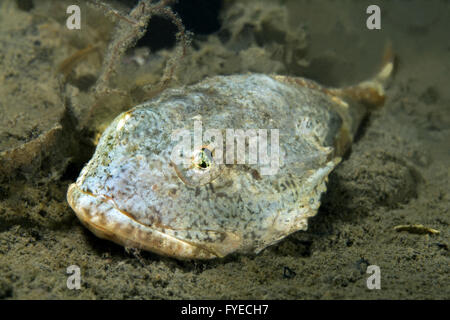 Steller's sculpin or frog sculpin (Myoxocephalus stelleri) Far East, Sea of Japan, Russia Stock Photo