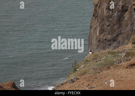 Atlantic Puffin (Fratercula arctica) Stock Photo