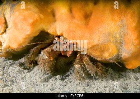 Alaskan hermit crab (Pagurus ochotensis) disguised as orange sponge, Far East, Sea of Japan, Russia Stock Photo