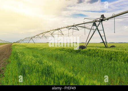 Sprinkler irrigation system in green wheat field Stock Photo