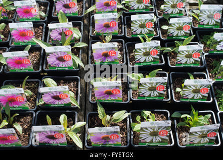Echinacea plants in pots for sale at RHS Wisley garden centre. Surrey, England Stock Photo