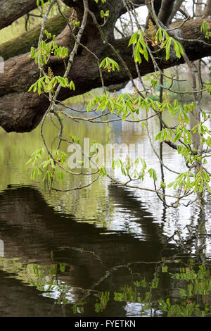 Aesculus hippocastanum. Horse chestnut tree leaves in spring hanging over a river. UK Stock Photo