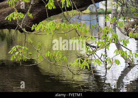 Aesculus hippocastanum. Horse chestnut tree leaves in spring hanging over a river. UK Stock Photo