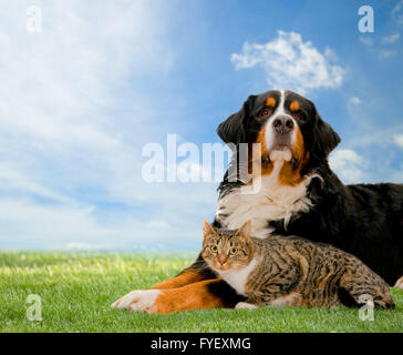 Dog and cat together on grass Stock Photo