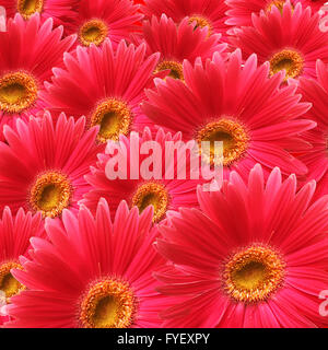 Red flowers background. Square shape Stock Photo