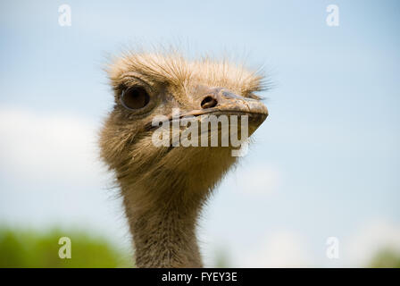 Portrait of ostrich on the nature Stock Photo