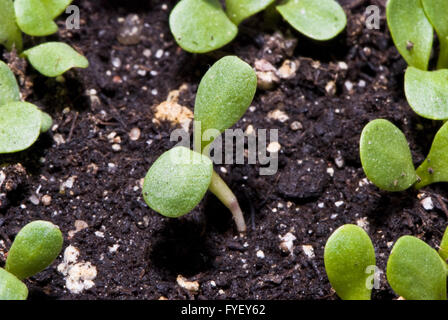 small plant macro shot Stock Photo