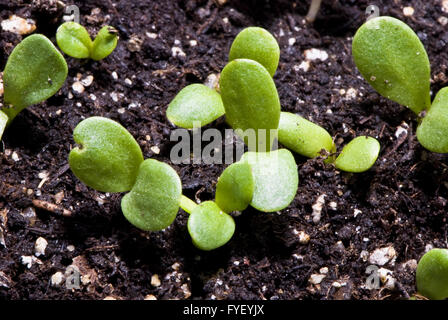 small plant macro shot Stock Photo