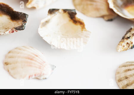 Sea shells isolated on white background Stock Photo