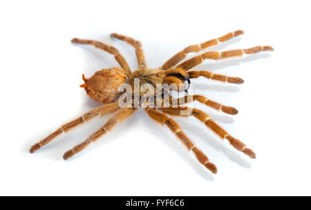 Big hairy spider isolated on white Stock Photo