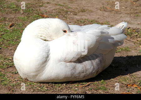 A goose sleeping in the Sun Stock Photo