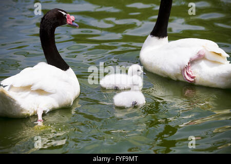 goose breeding with her parents in a river of green water Stock Photo
