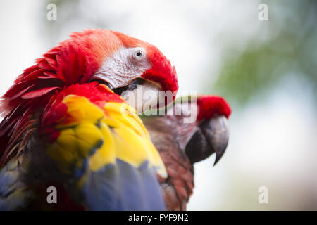 parrot preening Stock Photo