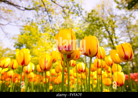 Stunning tulips on display at Keukenhof, Netherlands. Keukenhof is also known as the Garden of Europe and is one of the world's  Stock Photo