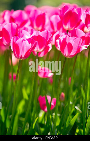 Stunning tulips on display at Keukenhof, Netherlands. Keukenhof is also known as the Garden of Europe and is one of the world's  Stock Photo