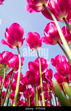 Stunning tulips on display at Keukenhof, Netherlands. Keukenhof is also known as the Garden of Europe and is one of the world's  Stock Photo