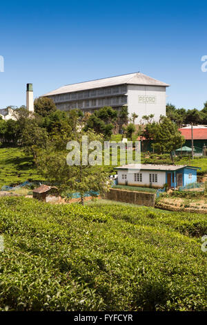 Sri Lanka, Nuwara Eliya, Pedro Tea Estate and factory Stock Photo