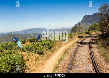 Sri Lanka, Nuwara Eliya, Nanu Oya, women picking tea beside highland railway line Stock Photo