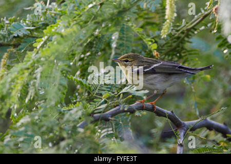 Blackpoll Warbler (Setophaga striata) foraging in bushes, Guanica Dry Forest, Puerto Rico Stock Photo