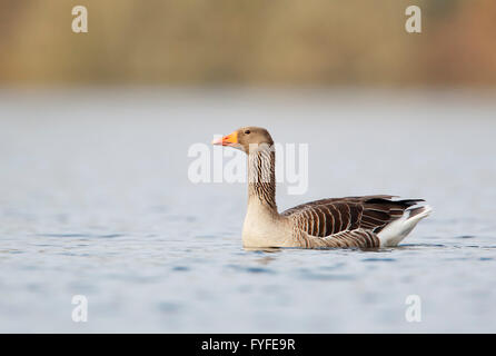 Greylag Goose (Anser anser) swimming in water, the Netherlands Stock Photo