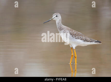 Lesser yellowlegs (Tringa flavipes) standing in water, Guanica Dry Forest, Puerto Rico Stock Photo