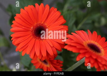 red Gerbera flower in a garden in Bonn, Germany Stock Photo