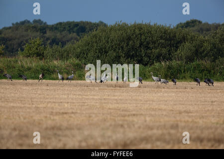 Common or Eurasian Cranes (Grus grus). Gleaning wheat grain. Feeding from recently harvested cereal field. Waxham. Norfolk. Stock Photo