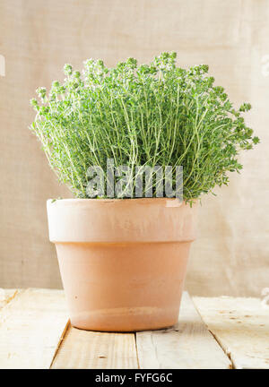 Common Thyme plant in pot - Thymus vulgaris Stock Photo