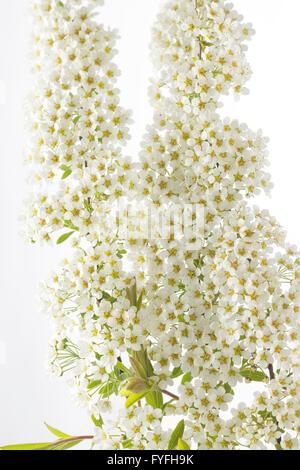 Spiraea Arguta – bridal wreath flower Stock Photo