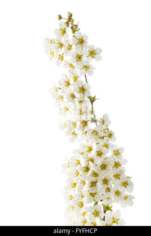 Spiraea Arguta – bridal wreath flower Stock Photo