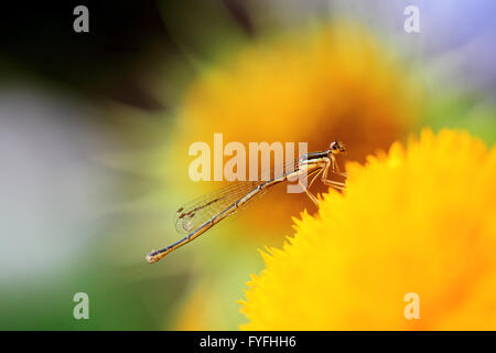 close-up shot of a  damselfly on yellow Chrysanthemum flower Stock Photo