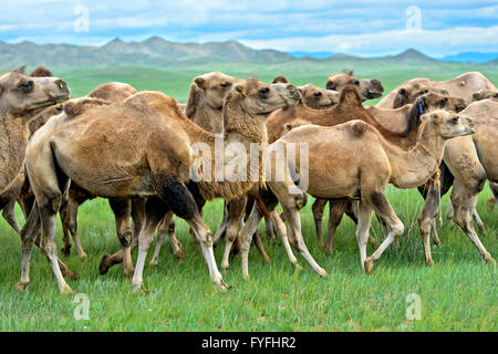 Herd of Bactrian Camels (Camelus ferus) with Mongolian saddles in front ...