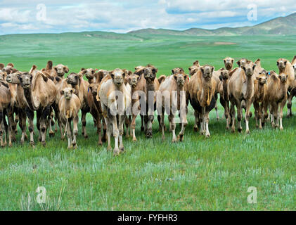 Herd of wild Bactrian camels (Camelus ferus) in Mongolian steppe, Mongolia Stock Photo