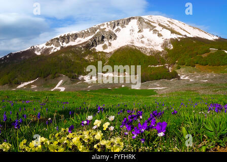 Italy Pollino national Park Flowering Violas Stock Photo