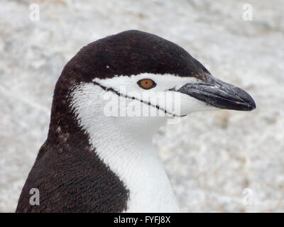 Chinstrap penguin (Pygoscelis antarctica), portrait, Antarctic Peninsula, Antarctica Stock Photo