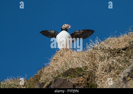 Atlantic puffin (Fratercula arctica), Borgarfjördur, Iceland Stock Photo