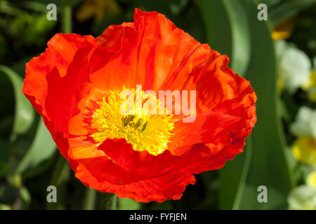 Iceland poppy (Papaver nudicaule), &quot;Pulchinella Improved Red&quot;, Baden-Württemberg, Germany Stock Photo