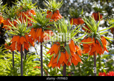 Crown imperials (Fritillaria imperialis), Baden-Württemberg, Germany Stock Photo