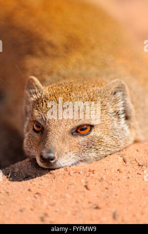 Yellow Mongoose (Cynictis penicillata), lying in the sun, on the red sand, Kgalagadi Transfrontier Park, Kalahari, Northern Cape Stock Photo