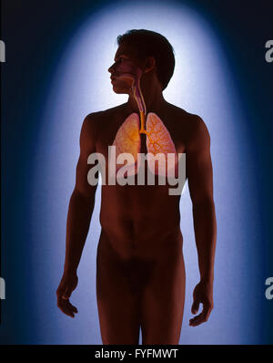 Man, 23 years, silhouette with lung and upper respiratory tract Stock Photo