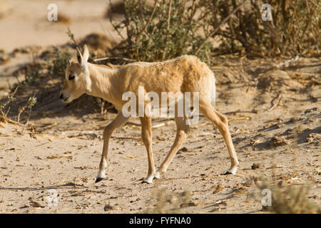 A juvenile of Arabian Oryx (Oryx leucoryx). The Arabian oryx is a large white antelope, Almost totally extinct in the wild sever Stock Photo