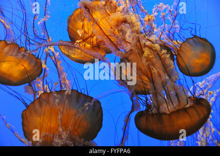 Jellyfish in Monterey Bay Aquarium, California Stock Photo