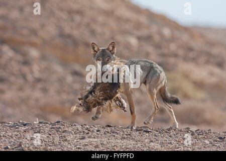 Arabian wolf (aka desert wolf Canis lupus arabs). with prey. This wolf is  subspecies of gray wolf. Photographed in Israel, Nege Stock Photo