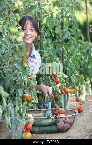Woman picking fresh tomatoes and other vegetables Stock Photo