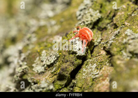 Red velvet mite on tree bark with lichens Stock Photo